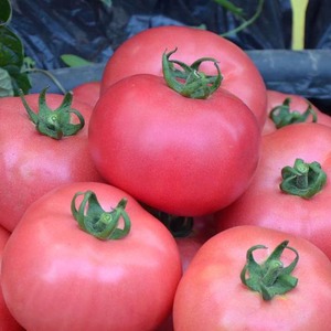 Süße, große und sehr duftende Pandarosa-Tomaten - Gartendekoration