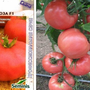 Süße, große und sehr duftende Pandarosa-Tomaten - Gartendekoration