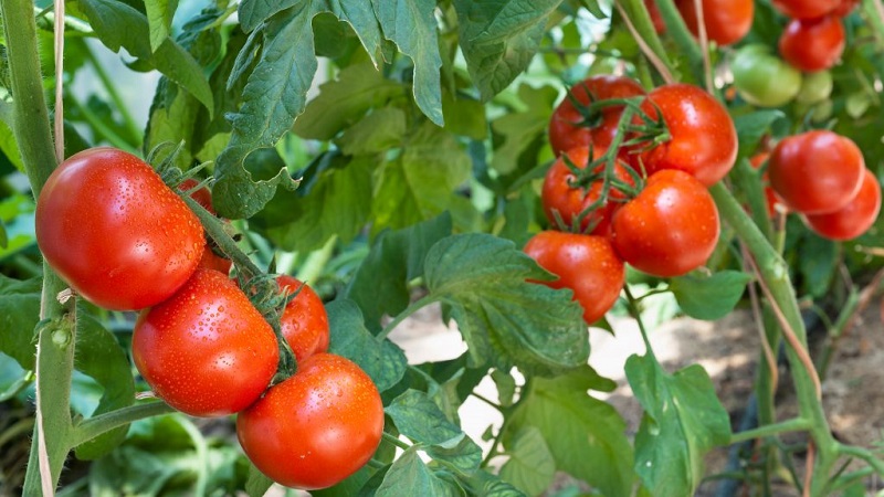 Niedrig wachsende Sorte für Sommeranfänger - Mongolische Zwerg-Tomate: Beschreibung der Sorte und Überprüfung ihres Anbaus