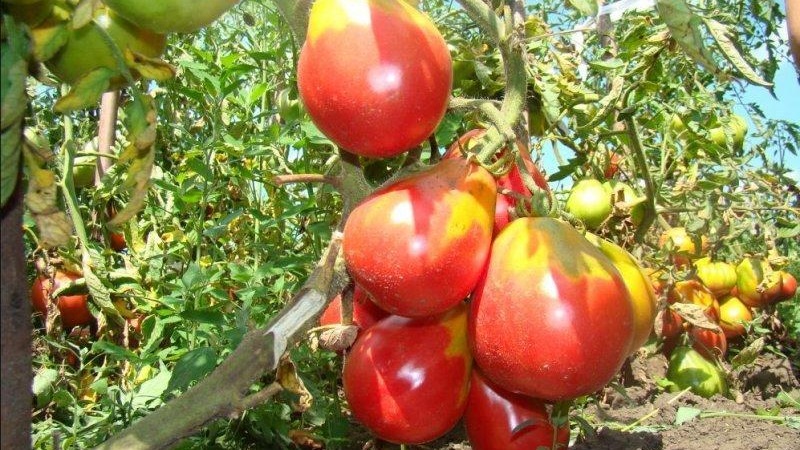 Birnenförmige Sorte mit süßem Geschmack und erstaunlichem Aroma - Tomate Ivan Kupala