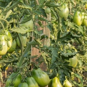 Birnenförmige Sorte mit süßem Geschmack und erstaunlichem Aroma - Tomate Ivan Kupala