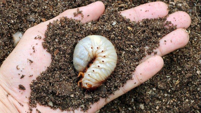 Ein äußerst ungewöhnlicher und exotischer Gast in Ihrem Garten ist eine Negritenok-Tomate: Wir bauen sie selbst an und genießen die Ernte