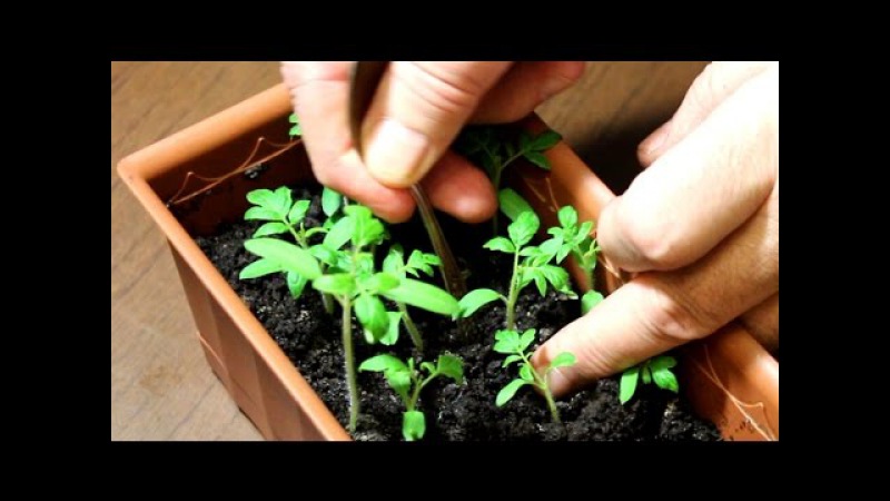 Ein äußerst ungewöhnlicher und exotischer Gast in Ihrem Garten ist eine Negritenok-Tomate: Wir bauen sie selbst an und genießen die Ernte