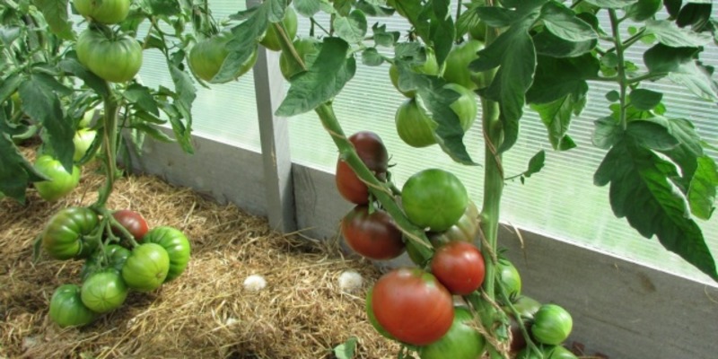 Ein äußerst ungewöhnlicher und exotischer Gast in Ihrem Garten ist eine Negritenok-Tomate: Wir bauen sie selbst an und genießen die Ernte