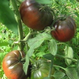 Ein äußerst ungewöhnlicher und exotischer Gast in Ihrem Garten ist eine Negritenok-Tomate: Wir bauen sie selbst an und genießen die Ernte