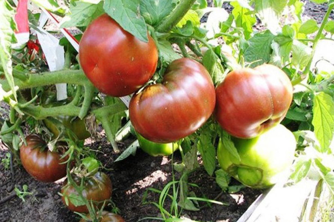 Ein äußerst ungewöhnlicher und exotischer Gast in Ihrem Garten ist eine Negritenok-Tomate: Wir bauen sie selbst an und genießen die Ernte