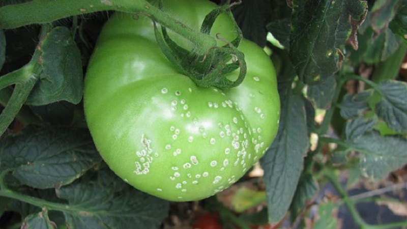 Was ist die Gefahr von bakteriellem Tomatenkrebs und wie kann man selbst damit umgehen? Volksmethoden und Ratschläge von erfahrenen Sommerbewohnern