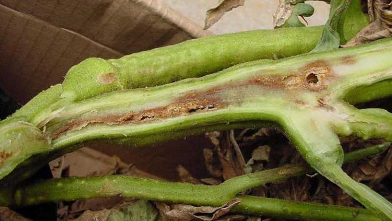 Was ist die Gefahr von bakteriellem Tomatenkrebs und wie kann man selbst damit umgehen? Volksmethoden und Ratschläge von erfahrenen Sommerbewohnern