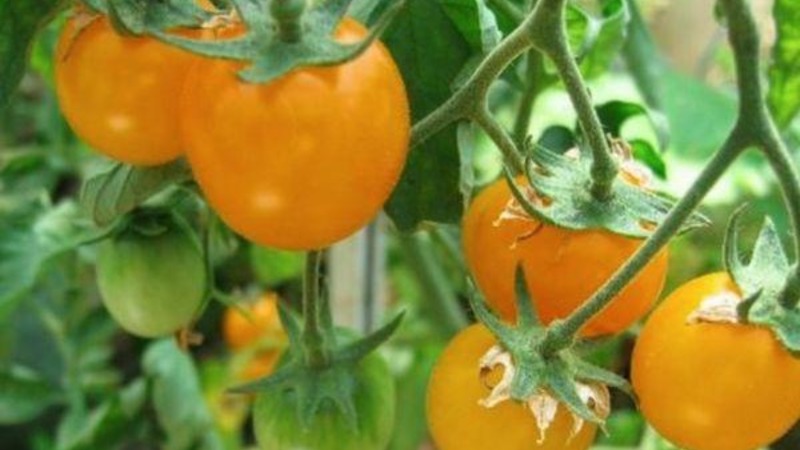 Schritt-für-Schritt-Anleitung zum Anbau eines Tomaten-Golden-Nuggets und seine Vorteile