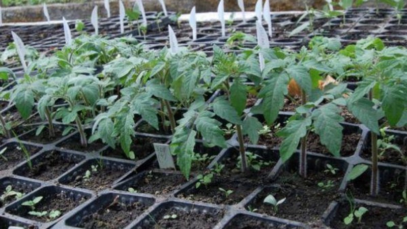 Schritt-für-Schritt-Anleitung zum Anbau eines Tomaten-Golden-Nuggets und seine Vorteile