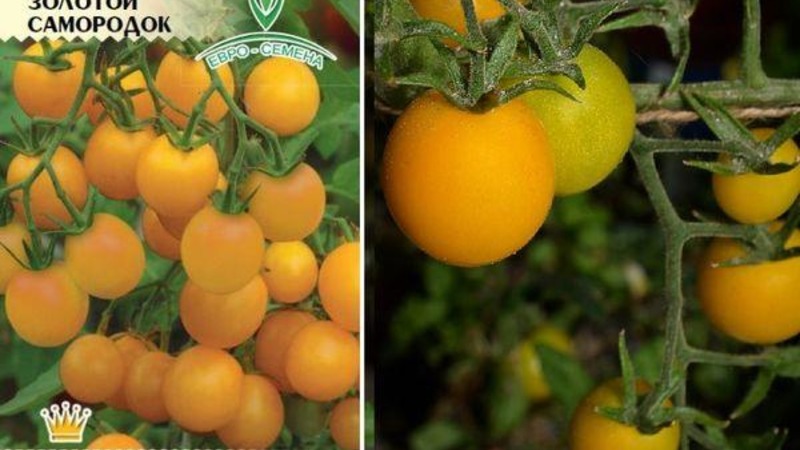 Schritt-für-Schritt-Anleitung zum Anbau eines Tomaten-Golden-Nuggets und seine Vorteile