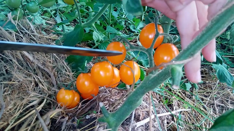 Schritt-für-Schritt-Anleitung zum Anbau eines Tomaten-Golden-Nuggets und seine Vorteile