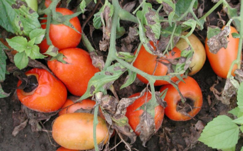 Wir finden die Ursache und bekämpfen sie effektiv: Was tun, wenn die Tomaten unten schwarz werden und wie das Problem verhindert werden kann?