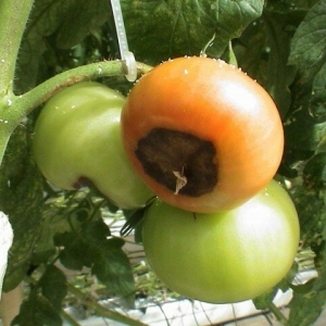 Wir finden die Ursache und bekämpfen sie effektiv: Was tun, wenn die Tomaten unten schwarz werden und wie das Problem verhindert werden kann?