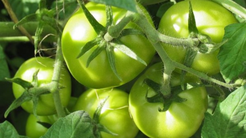 Eine unprätentiöse und nicht launische Sorte, die nur minimale Pflege erfordert - fetthaltige Tomaten: Wir wachsen ohne Probleme