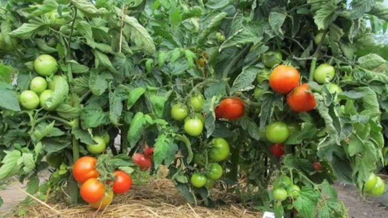 Eine unprätentiöse und nicht launische Sorte, die nur minimale Pflege erfordert - fetthaltige Tomaten: Wir wachsen ohne Probleme