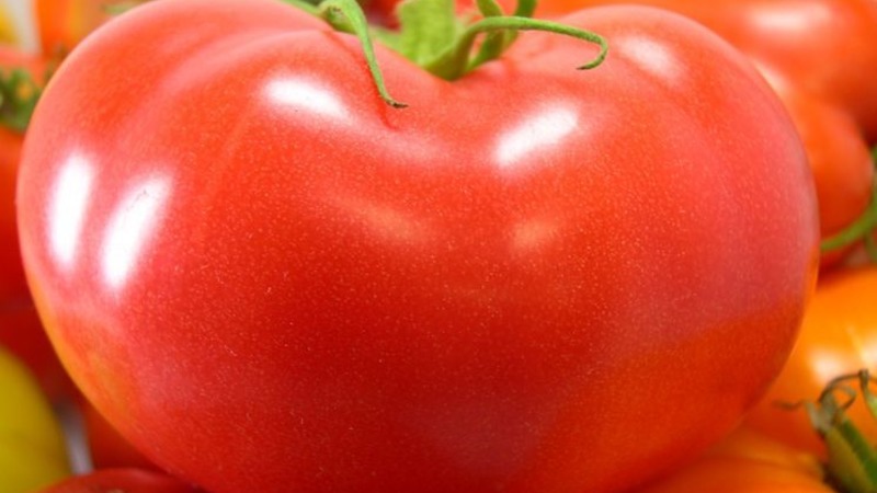 Eine unprätentiöse und nicht launische Sorte, die nur minimale Pflege erfordert - fetthaltige Tomaten: Wir wachsen ohne Probleme