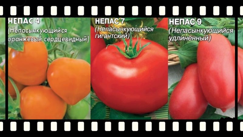 Was ist eine Nepas-Tomate (Nonsynky), wofür ist sie gut, wie wird sie angebaut und welche Sorten gelten als die besten?