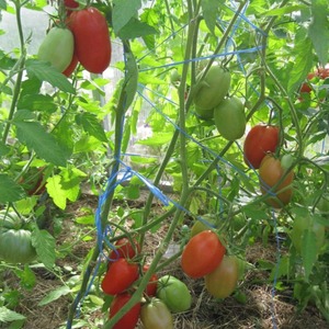 Nachgebende, früh reifende, anspruchslose Pflege und ideal für die Konservierung, Gulliver-Tomate