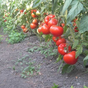 Berberans Hybridtomate: Vor- und Nachteile der Art, schrittweise Anbaumethode