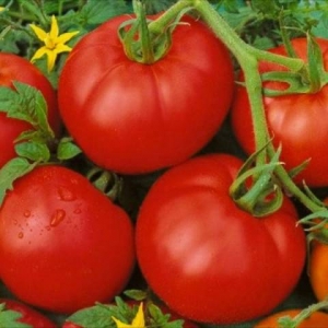 Was ist gut und warum lohnt es sich, eine früh reife, ertragreiche, krankheitsresistente und wetterresistente Moskvich-Tomate anzubauen?