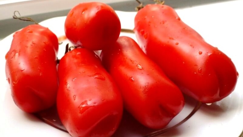 Auria-Tomatensorte von Nowosibirsk-Züchtern, bekannt für ihren hohen Ertrag und den ausgezeichneten Fruchtgeschmack