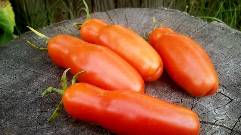 Auria-Tomatensorte von Nowosibirsk-Züchtern, bekannt für ihren hohen Ertrag und den ausgezeichneten Fruchtgeschmack