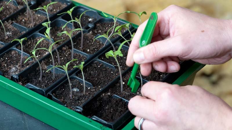 Auria-Tomatensorte von Nowosibirsk-Züchtern, bekannt für ihren hohen Ertrag und den ausgezeichneten Fruchtgeschmack