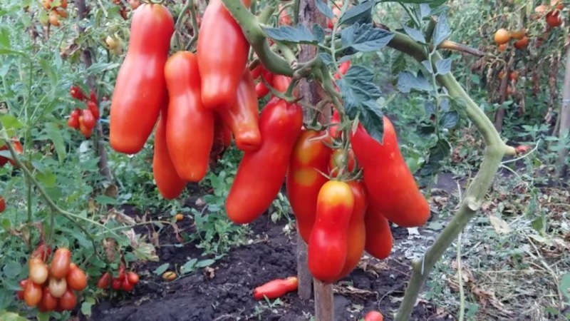 Auria-Tomatensorte von Nowosibirsk-Züchtern, bekannt für ihren hohen Ertrag und den ausgezeichneten Fruchtgeschmack