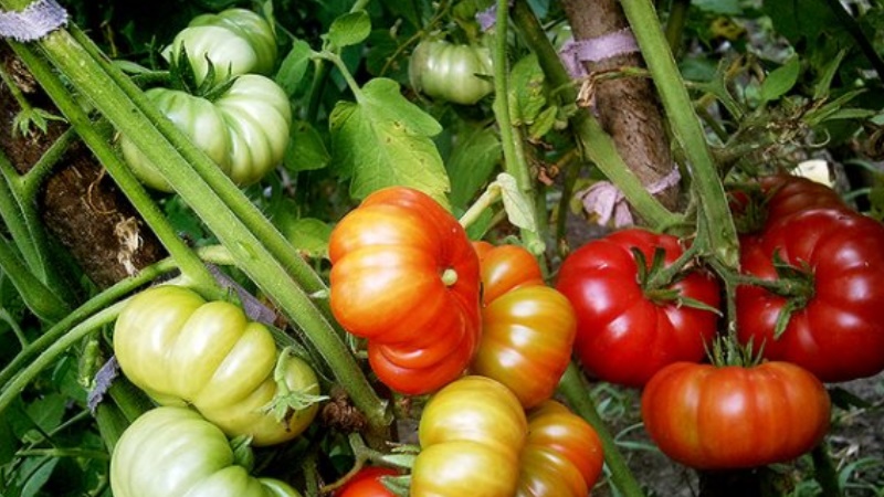 Das Wunder der niederländischen Selektion ist die Marmande-Tomate: Was ist gut und wie kann man sie auf Ihrer Website anbauen?