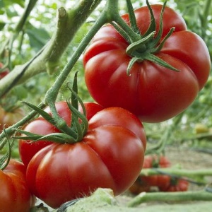 Das Wunder der niederländischen Selektion ist die Marmande-Tomate: Was ist gut und wie kann man sie auf Ihrer Website anbauen?