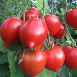 Eine junge Sorte, die bei den Sommerbewohnern immer beliebter wird, ist die Legenda Tarasenko-Tomate, die sich ideal für den Anbau auf freiem Feld eignet