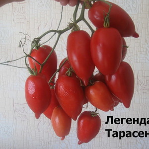 Eine junge Sorte, die bei den Sommerbewohnern immer beliebter wird, ist die Legenda Tarasenko-Tomate, die sich ideal für den Anbau auf freiem Feld eignet