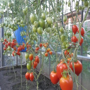 Eine junge Sorte, die bei den Sommerbewohnern immer beliebter wird, ist die Legenda Tarasenko-Tomate, die sich ideal für den Anbau auf freiem Feld eignet