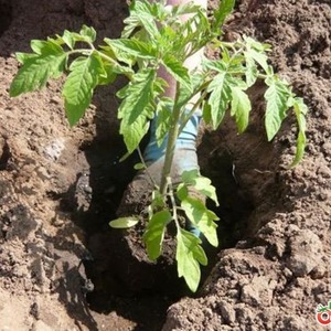 Eine junge Sorte, die bei den Sommerbewohnern immer beliebter wird, ist die Legenda Tarasenko-Tomate, die sich ideal für den Anbau auf freiem Feld eignet