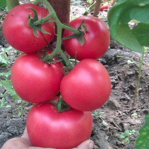 Die Vor- und Nachteile der Torbay-Tomate: Warum lohnt es sich, sie anzubauen?