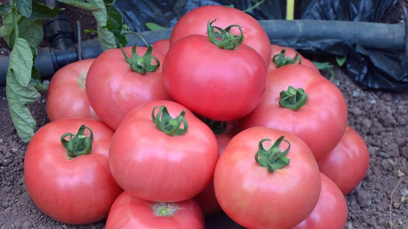 Die Vor- und Nachteile der Torbay-Tomate: Warum lohnt es sich, sie anzubauen?