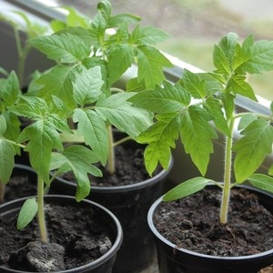 Zwischensaison-Sorte mit Früchten, wie auf dem Bild - Tomate Major und Anleitung zum Anbau auf offenem und geschlossenem Boden