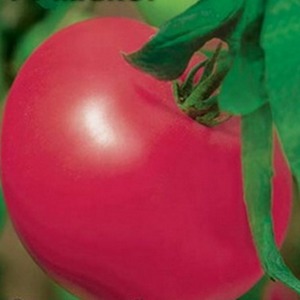 Zwischensaison-Sorte mit Früchten, wie auf dem Bild - Tomate Major und Anleitung zum Anbau auf offenem und geschlossenem Boden