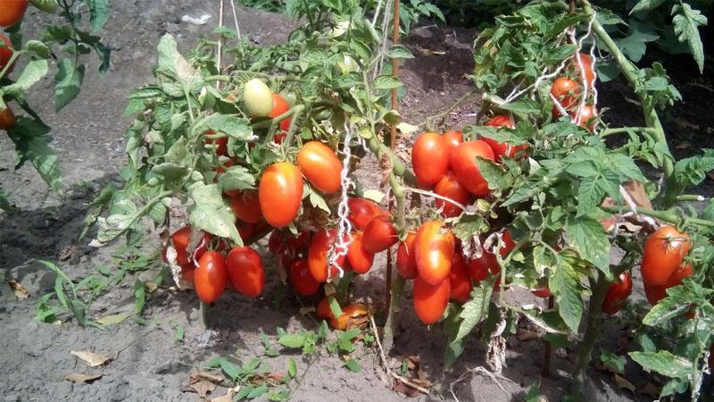 Saftige und unglaublich leckere Früchte direkt aus dem Garten - Solokha-Tomate und die Geheimnisse der richtigen Pflege