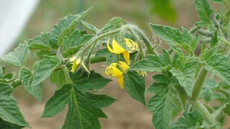 Wir bauen eine reiche Ernte von ultra-frühen Solerosso-Tomaten an und schützen sie vor Schädlingen und Krankheiten