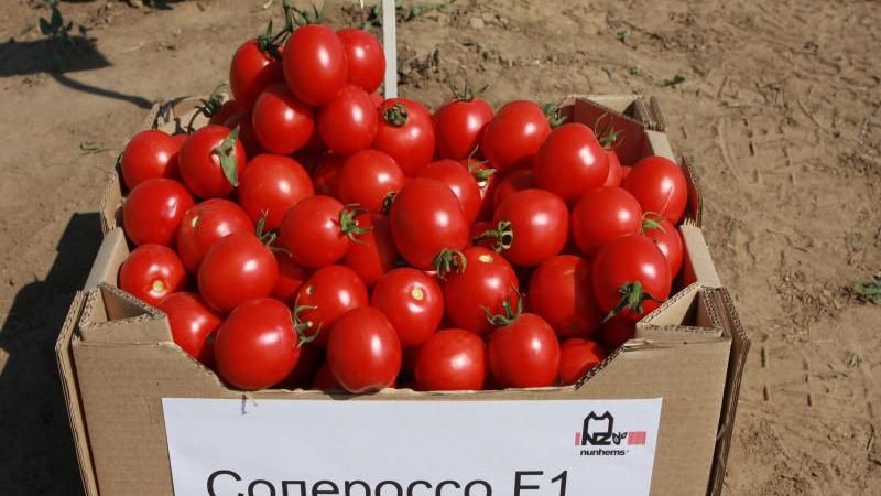 Wir bauen eine reiche Ernte von ultra-frühen Solerosso-Tomaten an und schützen sie vor Schädlingen und Krankheiten