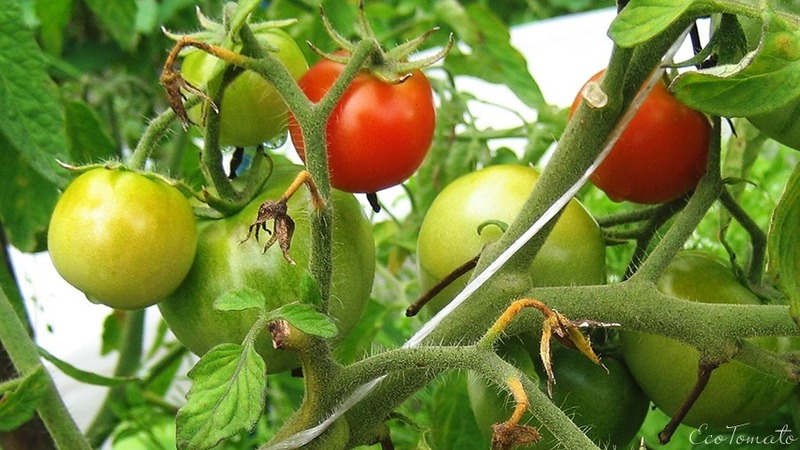 Wir bauen eine reiche Ernte von ultra-frühen Solerosso-Tomaten an und schützen sie vor Schädlingen und Krankheiten