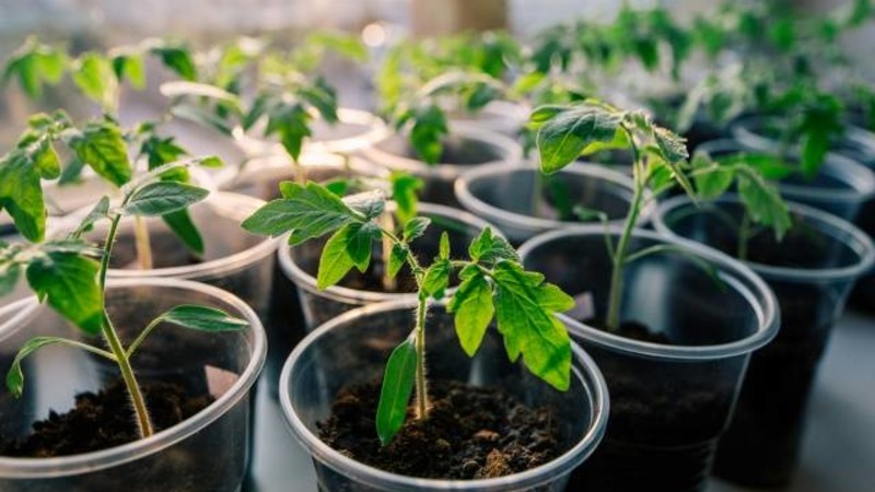 Wir bauen eine reiche Ernte von ultra-frühen Solerosso-Tomaten an und schützen sie vor Schädlingen und Krankheiten