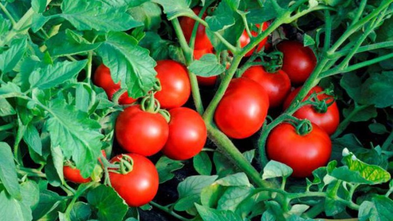 Wir bauen eine reiche Ernte von ultra-frühen Solerosso-Tomaten an und schützen sie vor Schädlingen und Krankheiten