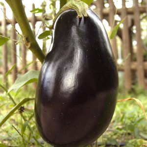 Frühreife und thermophile Aubergine Vera von einheimischen Züchtern