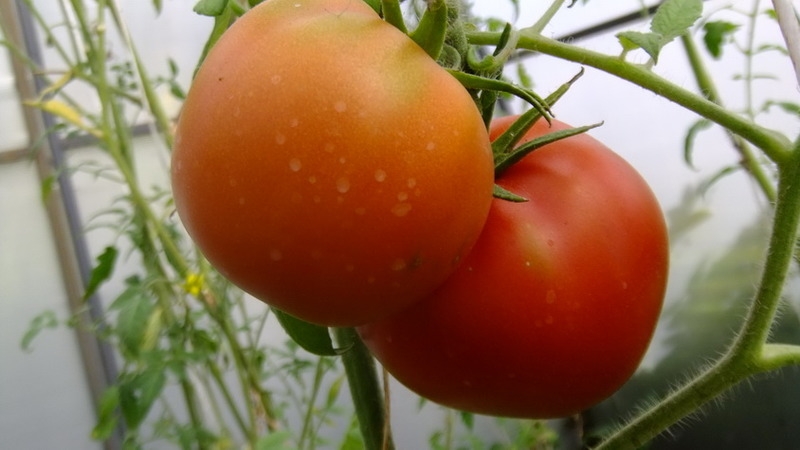 Eine Sorte mit attraktivem Namen und außergewöhnlichem Geschmack - Tomatenparadies-Genuss: angebaut und geschmeckt