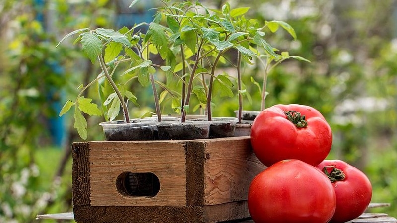 Eine Sorte mit attraktivem Namen und außergewöhnlichem Geschmack - Tomatenparadies-Genuss: angebaut und geschmeckt