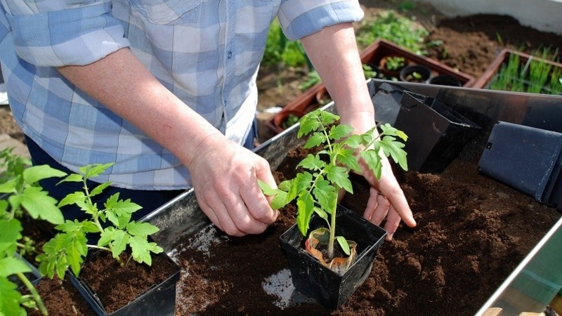 Eine Sorte mit attraktivem Namen und außergewöhnlichem Geschmack - Tomatenparadies-Genuss: angebaut und geschmeckt