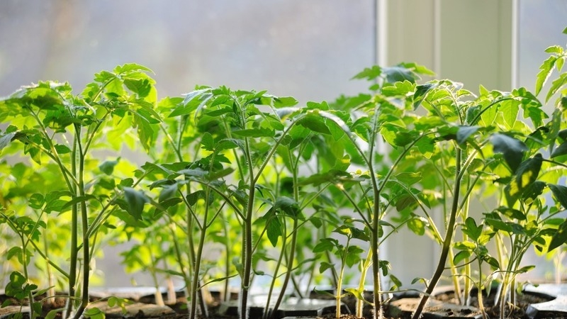 Eine Sorte mit attraktivem Namen und außergewöhnlichem Geschmack - Tomatenparadies-Genuss: angebaut und geschmeckt